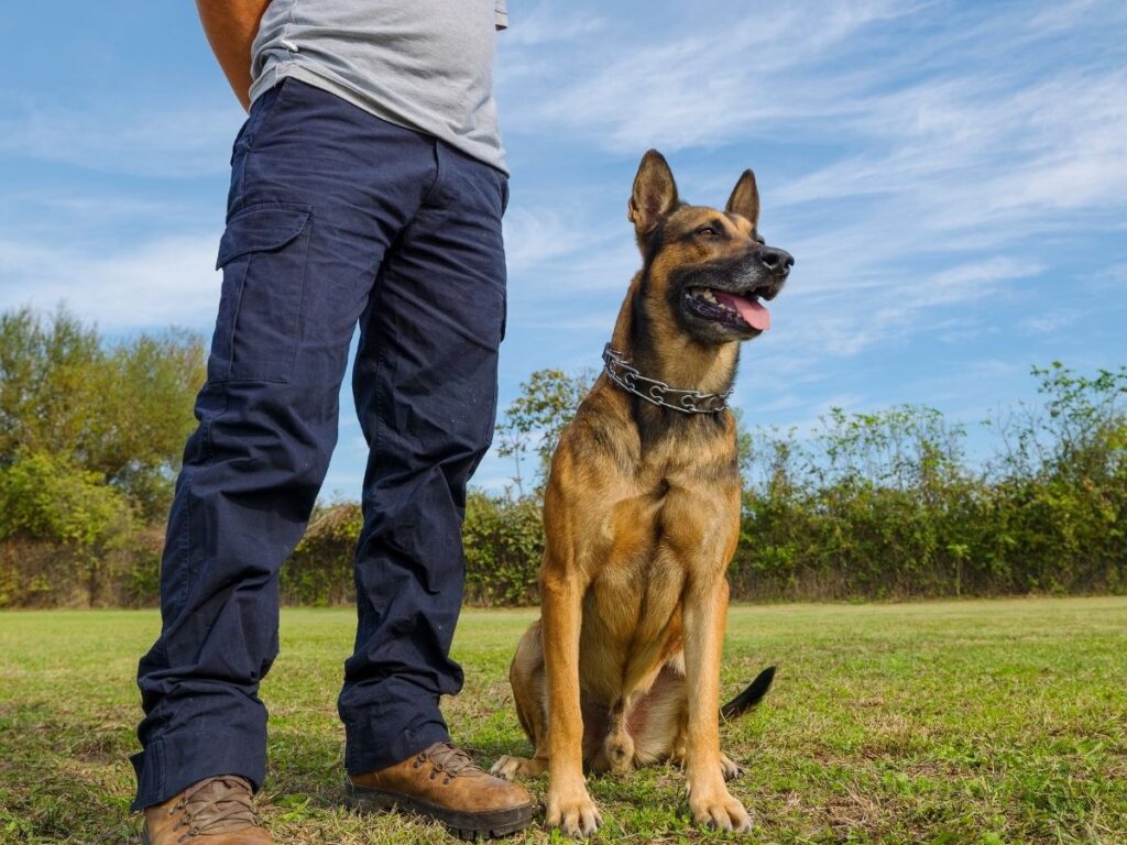 Effective Dog Training Augusta GA