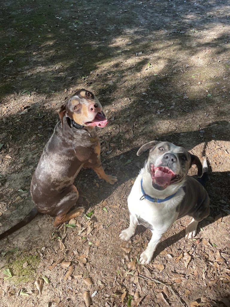 2 dogs having dog Training in Augusta, GA